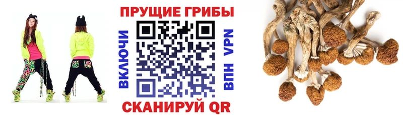 Галлюциногенные грибы Cubensis блэк спрут маркетплейс Нижнекамск